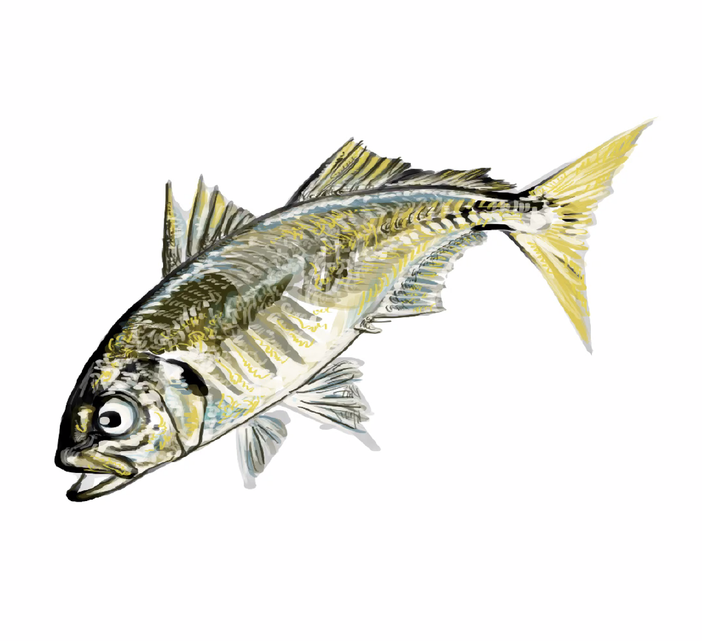 アジの頭部・鰓・背びれ・腹びれ・尾びれなどパーツごとに形を描き分けたイラスト。部位ごとの正確な形状を意識した描き込み。