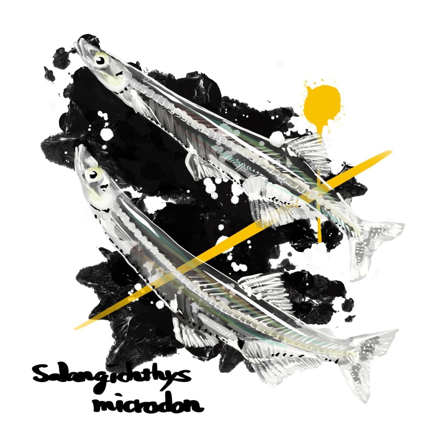 シラウオの正確で美しい魚イラスト素材。学習教材や研究用図版に最適な透過PNG対応"