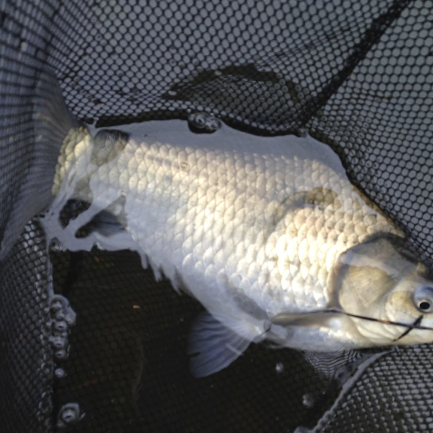 ヘラブナ：写真や素材画像では、判断に必要な特徴が読み取りにくい場合があります