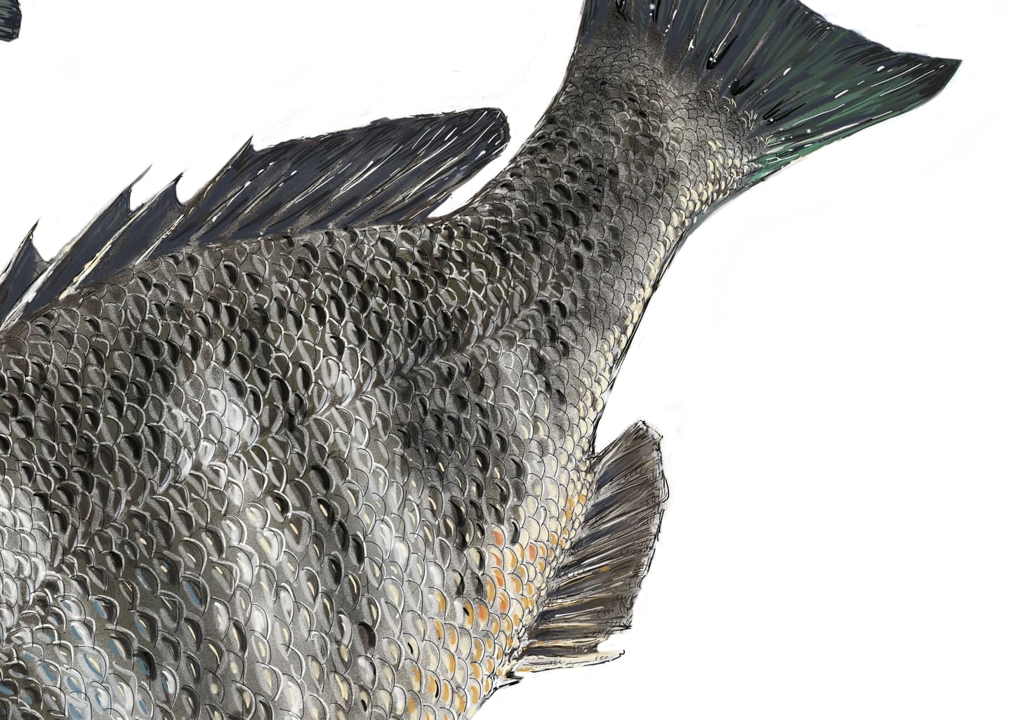 クロダイの背びれと尻びれのクローズアップイラスト。