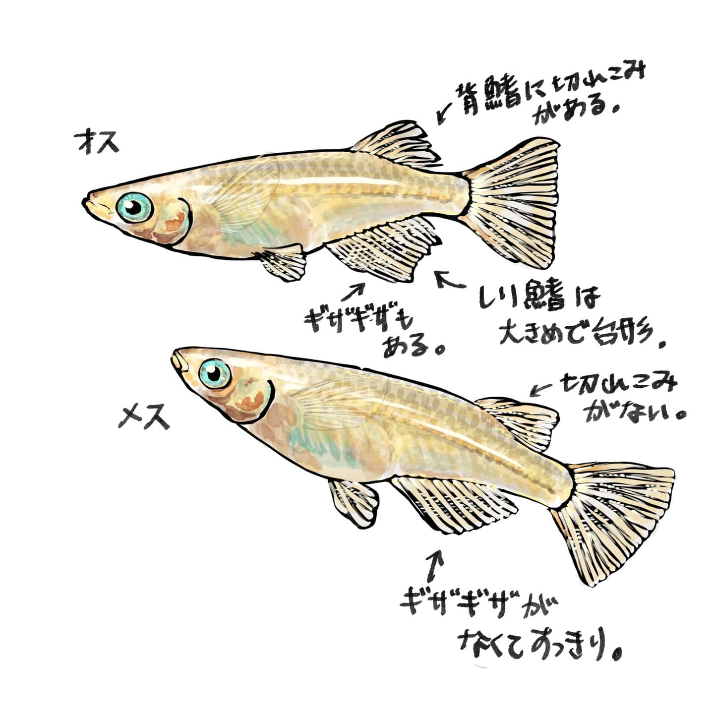スズキとマサバのイラスト図解。上にはスズキ（Lateolabrax japonicus）が描かれており、背ビレの棘条（きょくじょう）と軟条（なんじょう）が矢印で示されている。下にはマサバ（Scomber japonicus）が描かれており、小離鰭（しょうりき）が矢印で示されている。