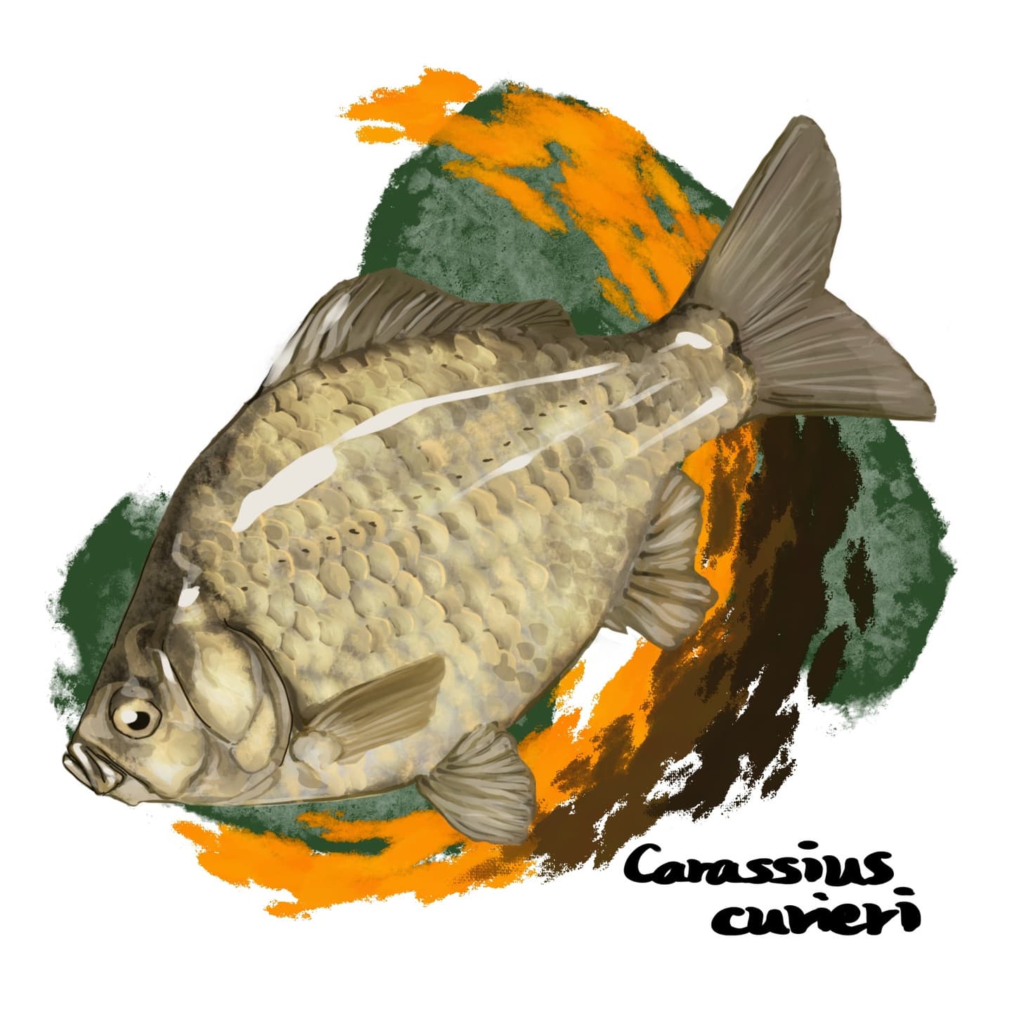 大型で体高の高いゲンゴロウブナの正確なイラスト