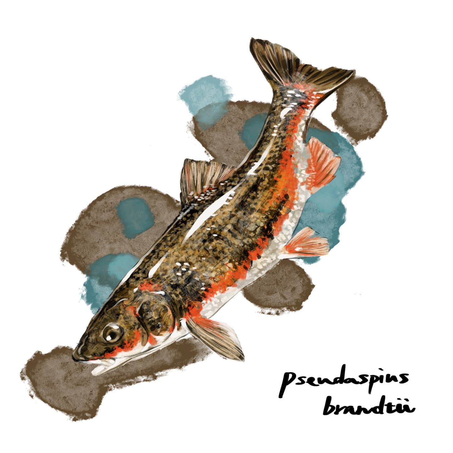 河川・湖沼に広く分布するマルタウグイの淡水魚イラスト