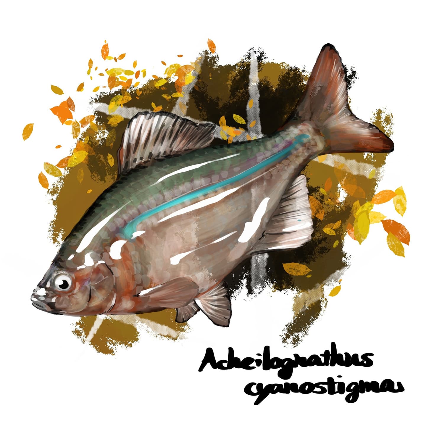 暗色の帯が入るイチモンジタナゴの形態描写イラスト