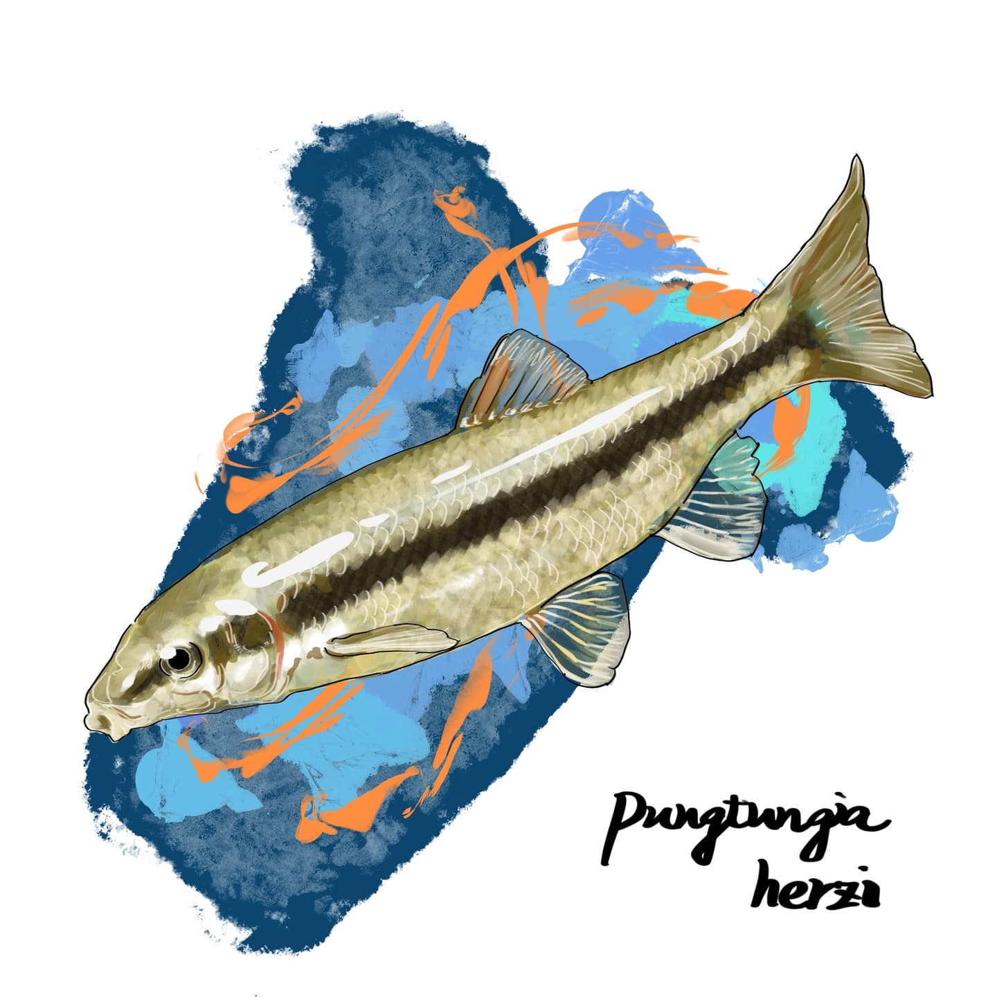 小型コイ科ムギツクの淡水魚イラスト