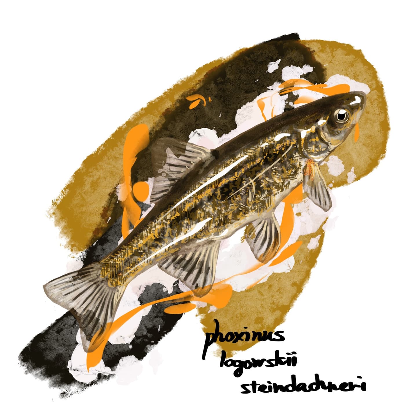 清流に生息するアブラハヤの体型とヒレを描いたイラスト