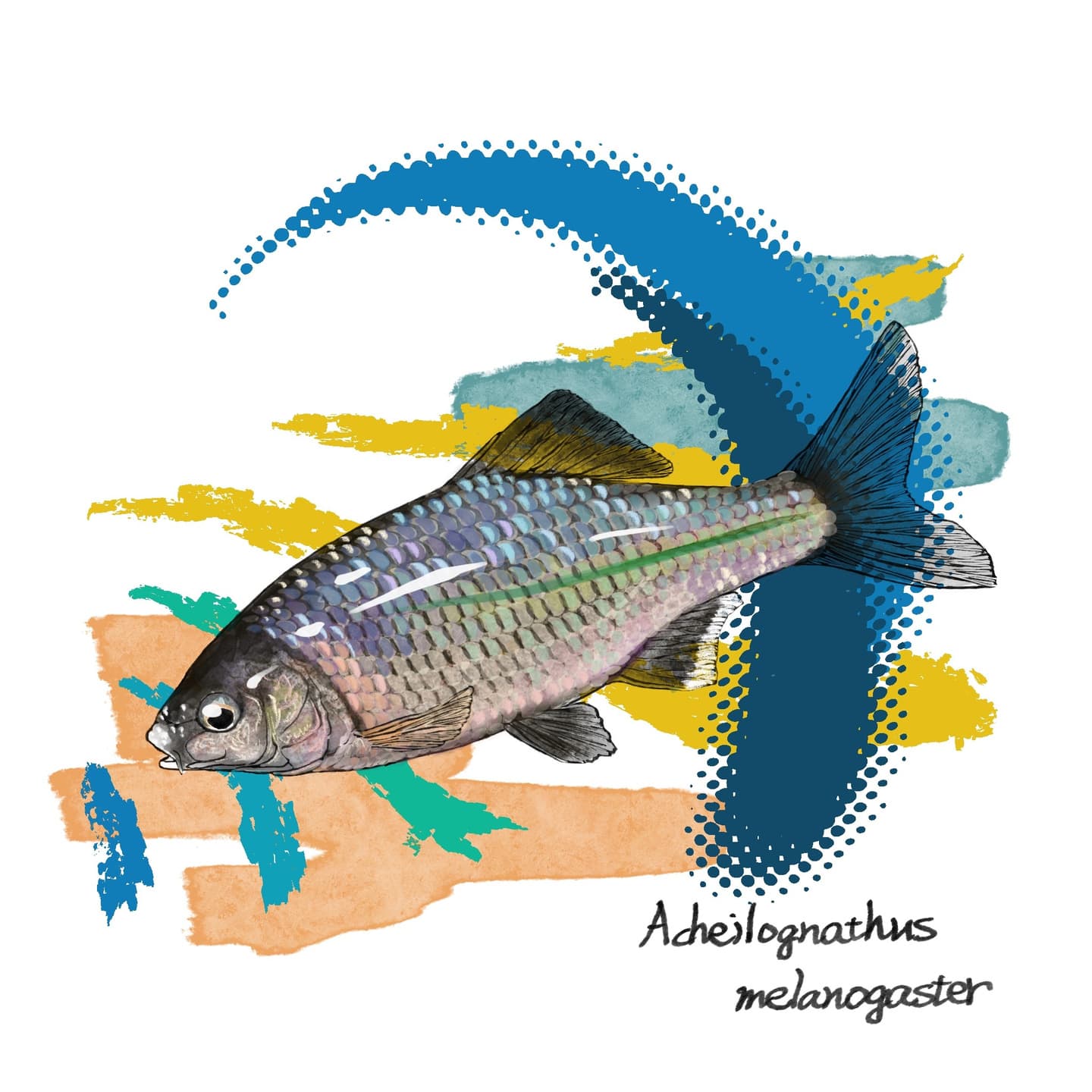 腹部が暗色のタナゴの魚類イラスト