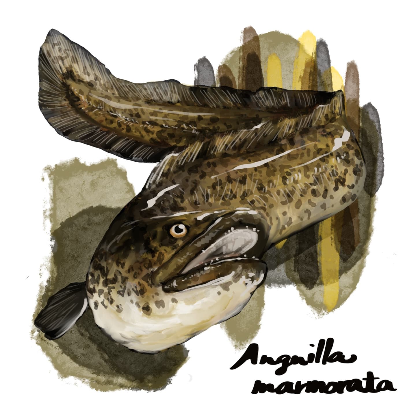 まだら模様の大型オオウナギの詳細イラスト