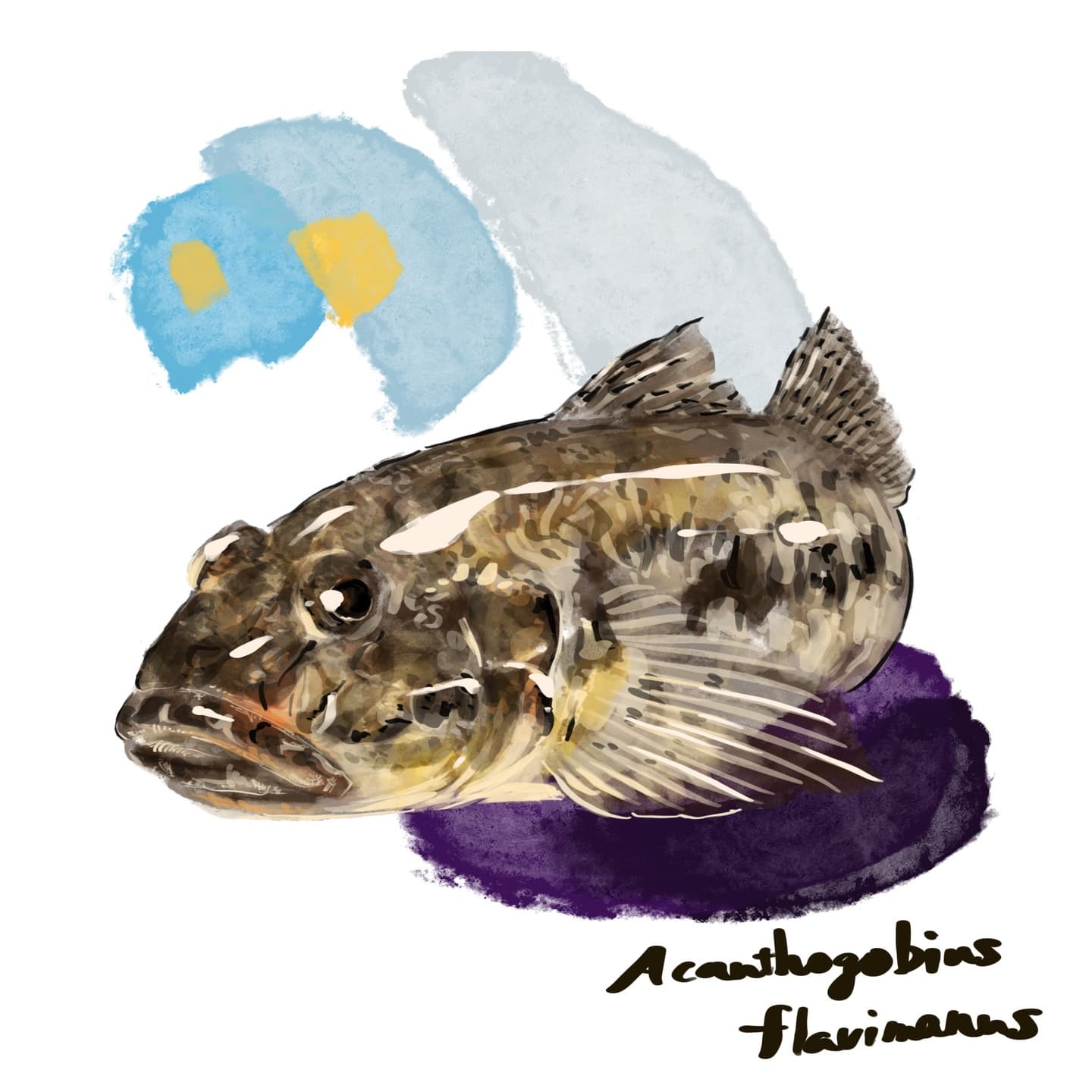 干潟や河口域の代表ハゼ、マハゼのイラスト