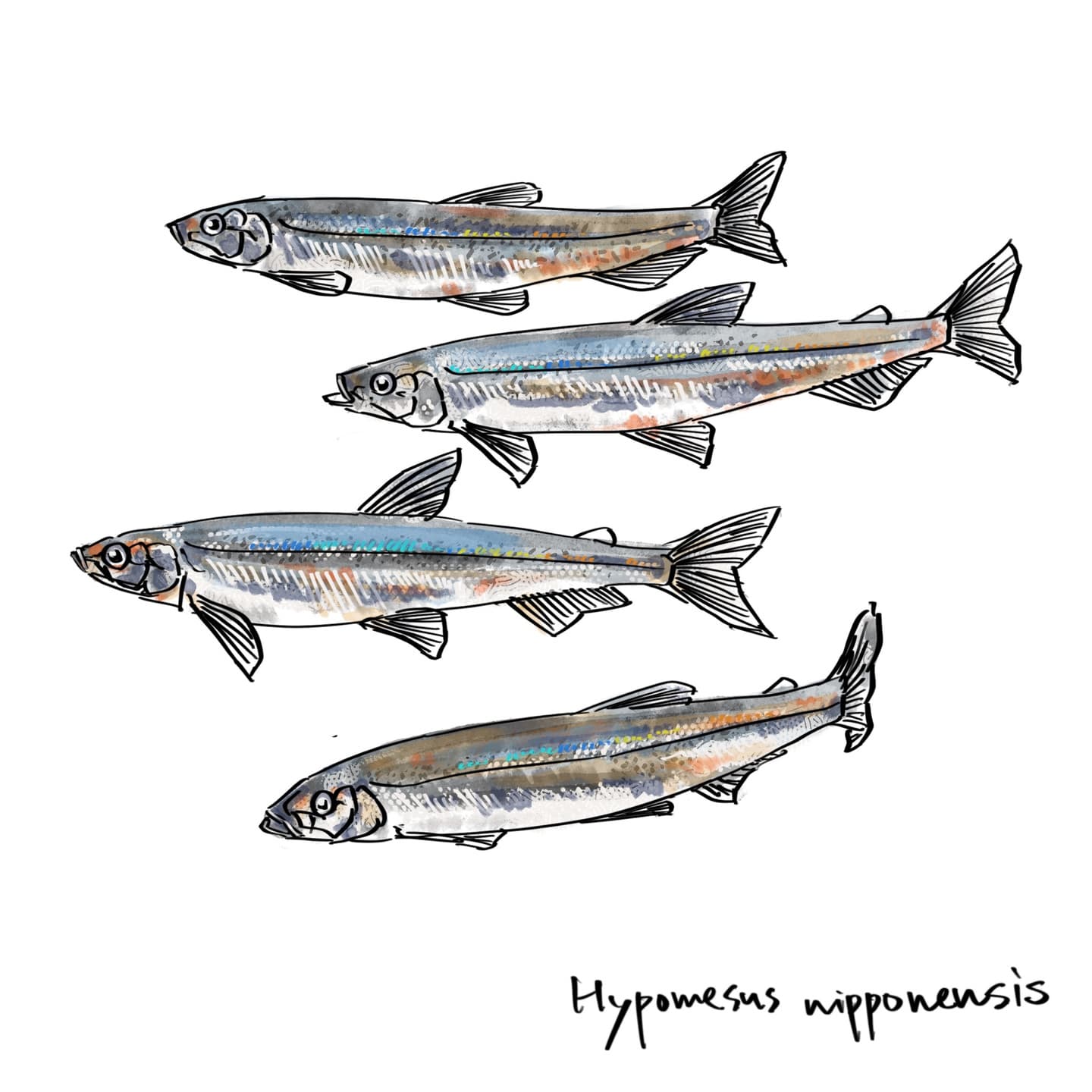 ワカサギの小型回遊性淡水魚イラスト