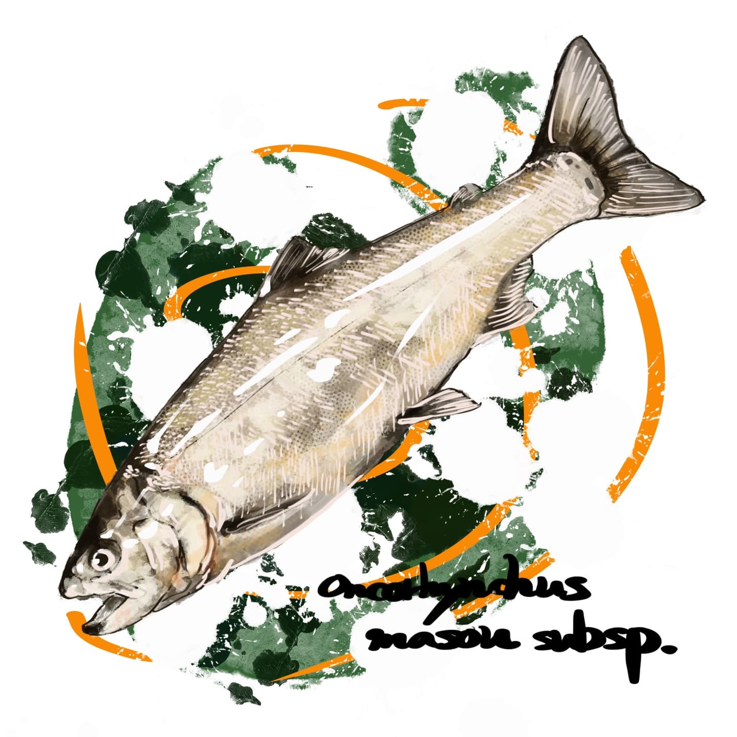 ビワマスの湖沼回遊生活史を表すイラスト