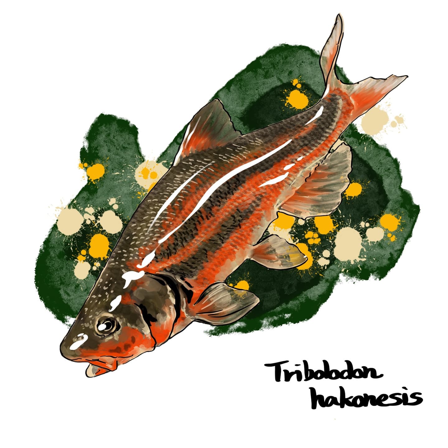 広域分布するウグイの特徴がわかる淡水魚イラスト