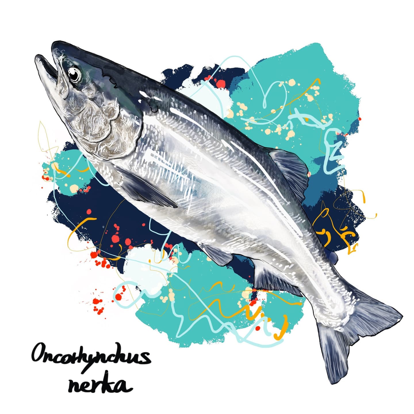 鮮紅色に変わる陸封型ヒメマスのイラスト