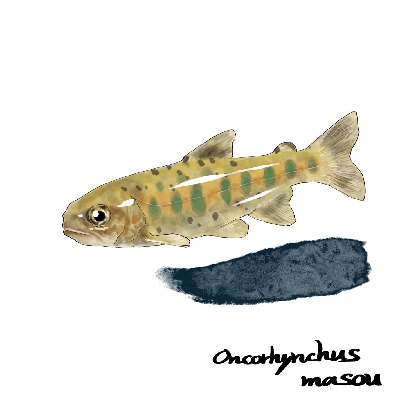 楕円斑（パーマーク）が目立つヤマメのイラスト