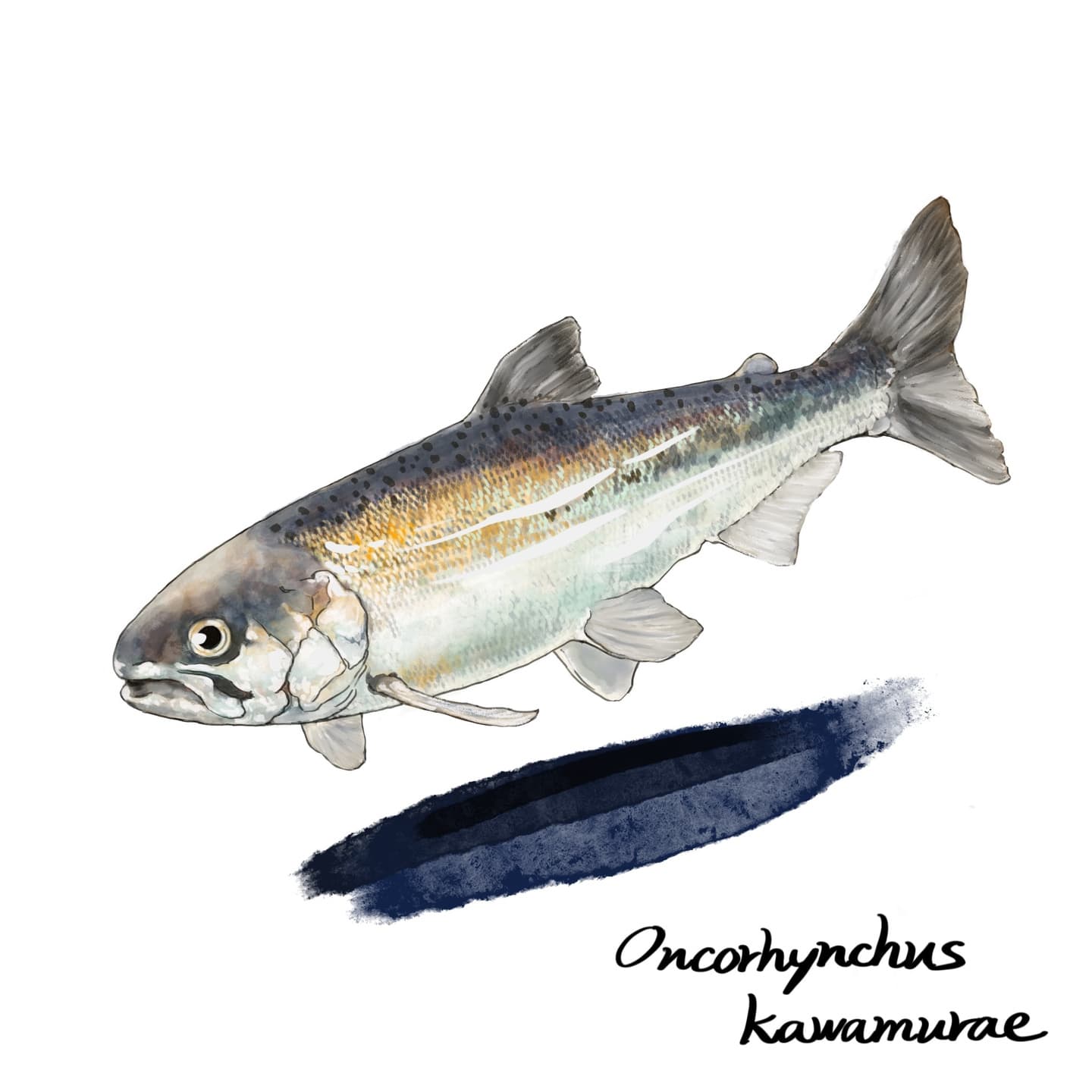 希少種クニマスを正確に描いた魚類イラスト