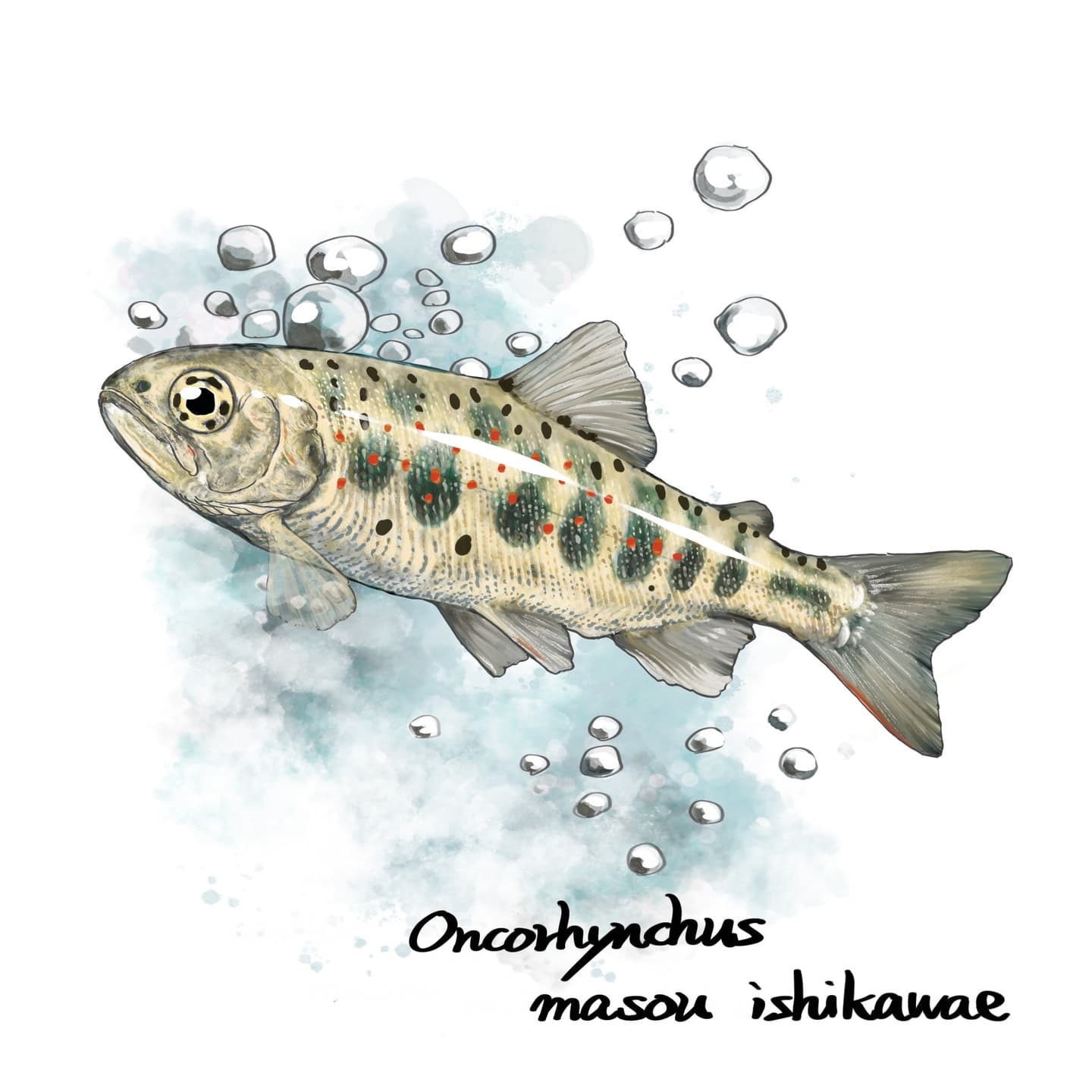 朱色斑が特徴のアマゴの形態図