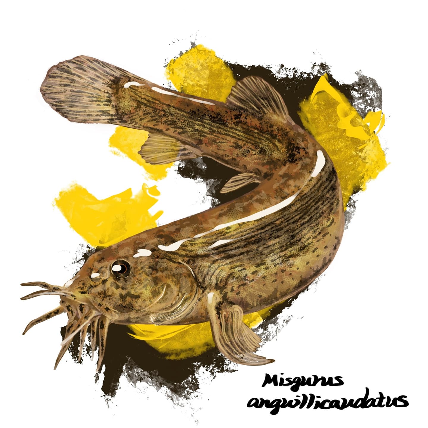 泥底環境に適応したドジョウの魚類図