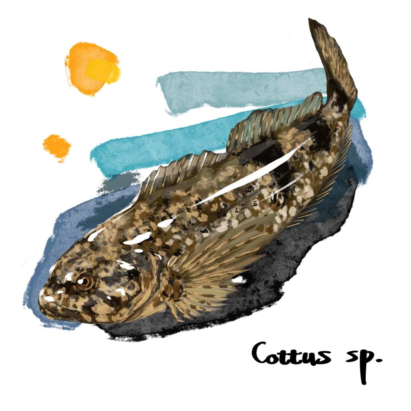 カジカ中卵型の底生姿を捉えたイラスト