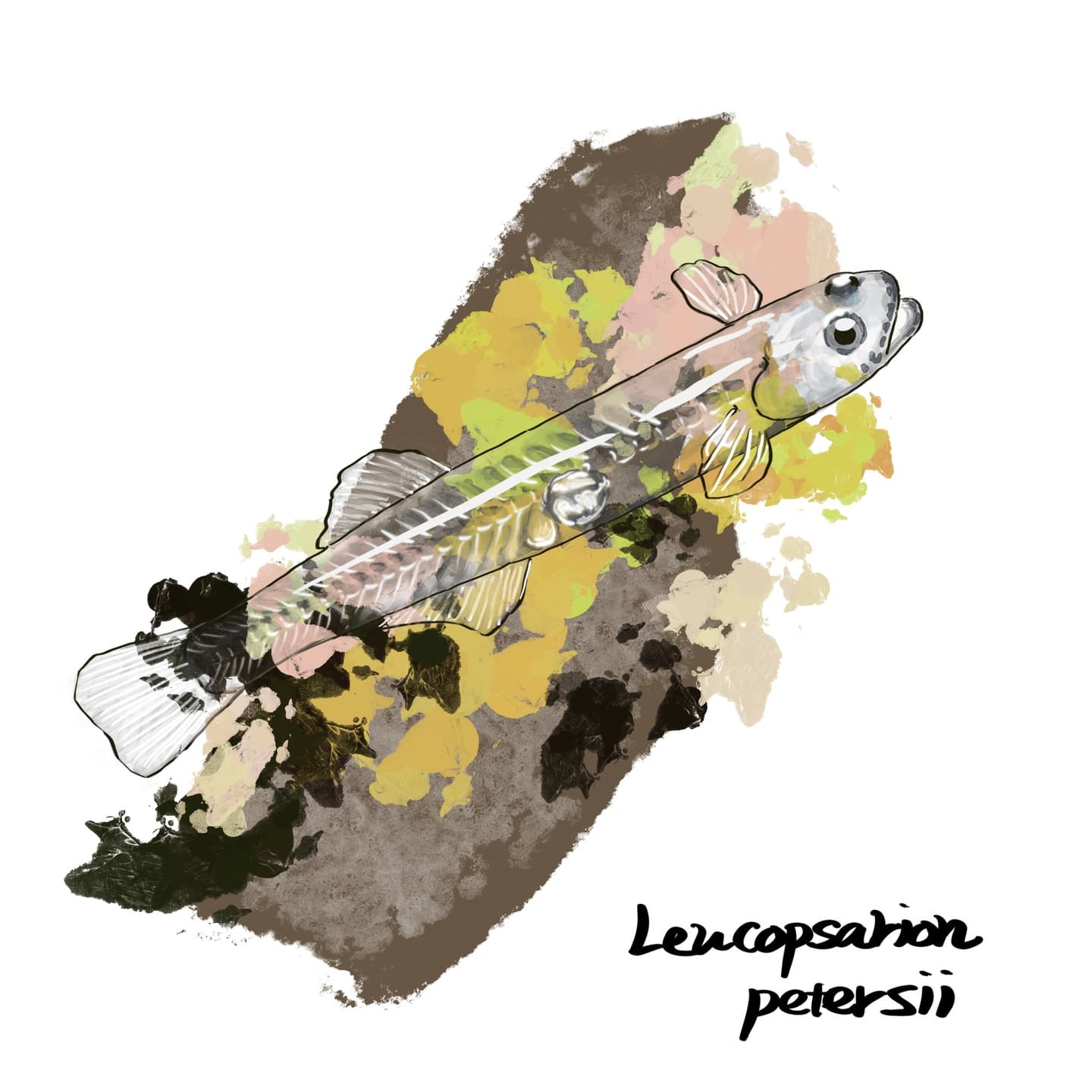 透明体のシロウオ回遊性淡水魚のイラスト