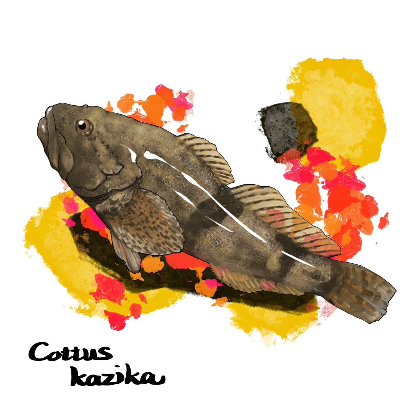 大型カジカの肉食性を示すアユカケのイラスト