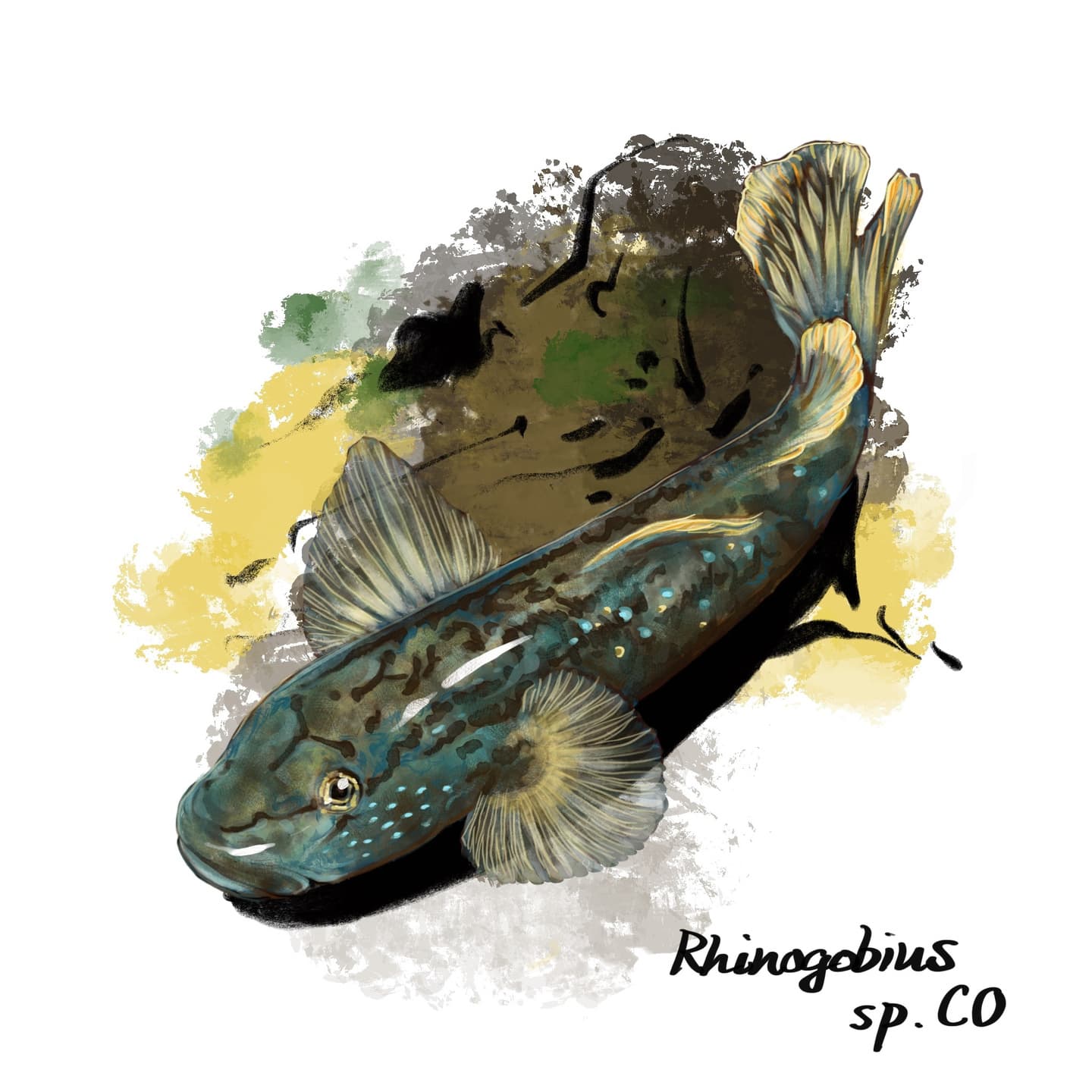 繁殖期に瑠璃色を帯びるルリヨシノボリのイラスト