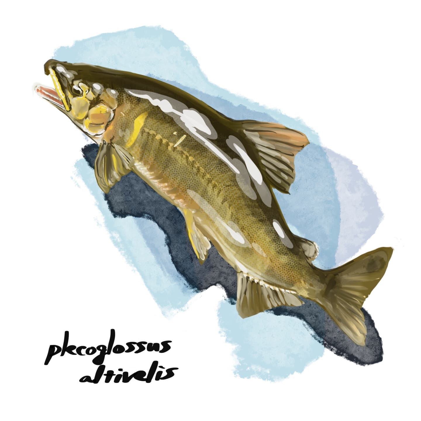 付着藻類を食べる清流のアユの正確なイラスト