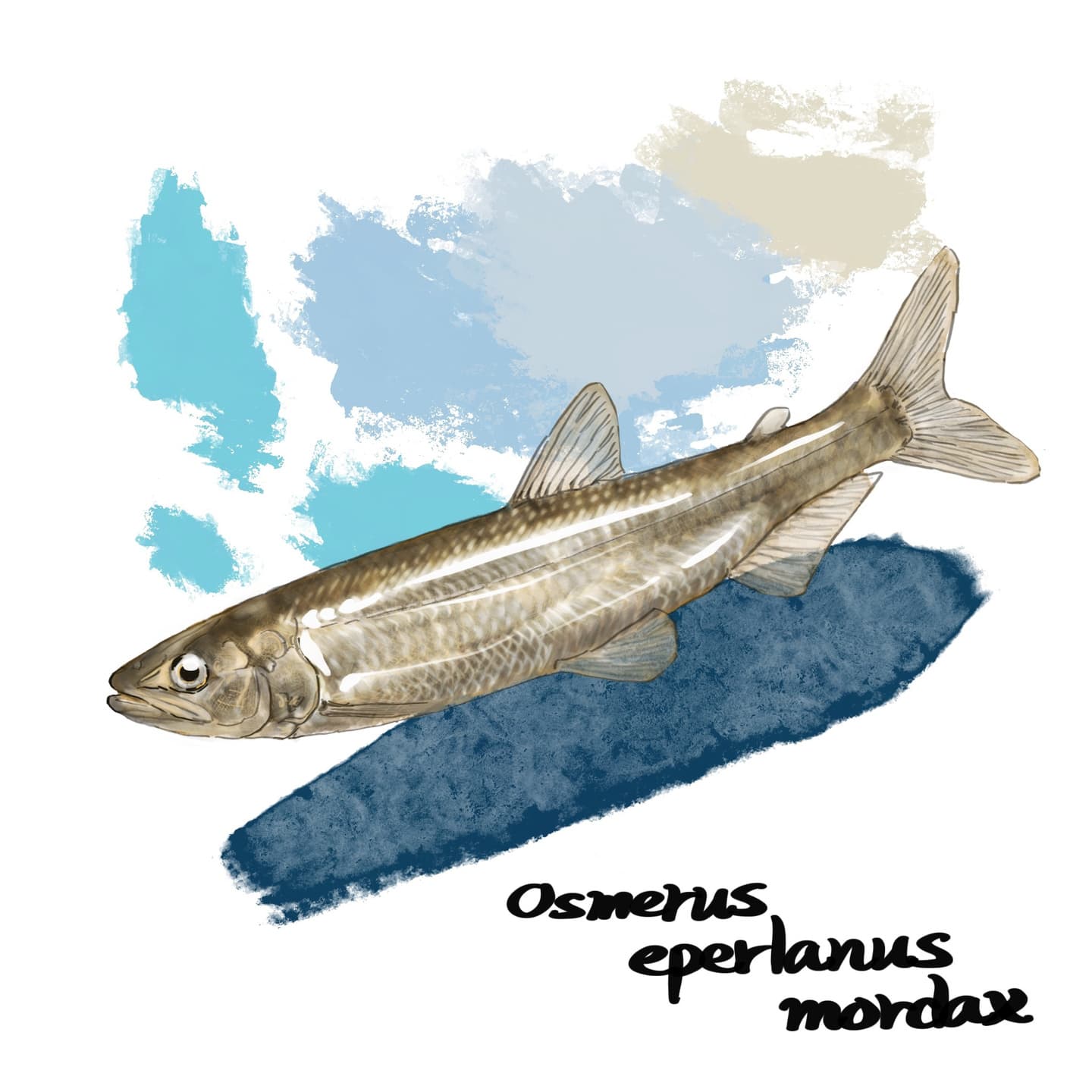 キュウリのような香りで知られるキュウリウオのイラスト