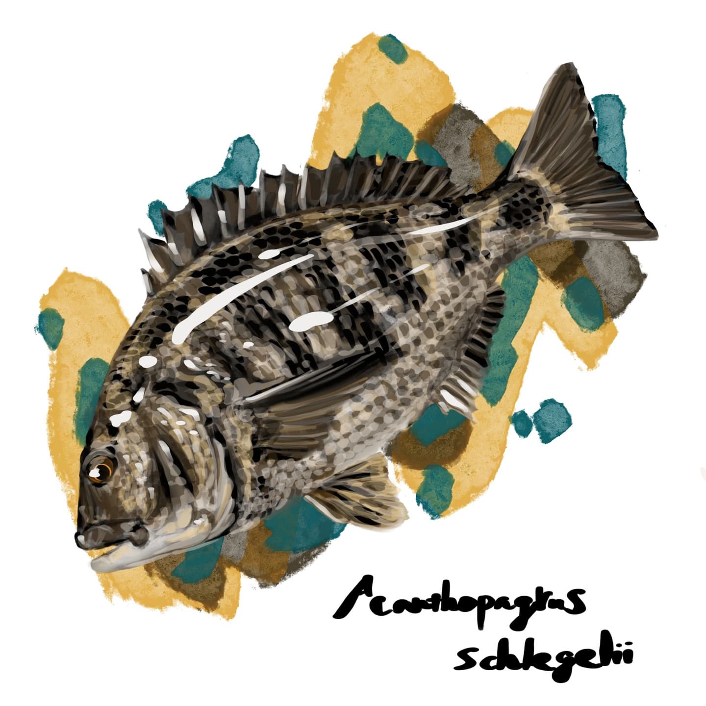 沿岸から汽水域の淡水域に入るクロダイの詳細イラスト