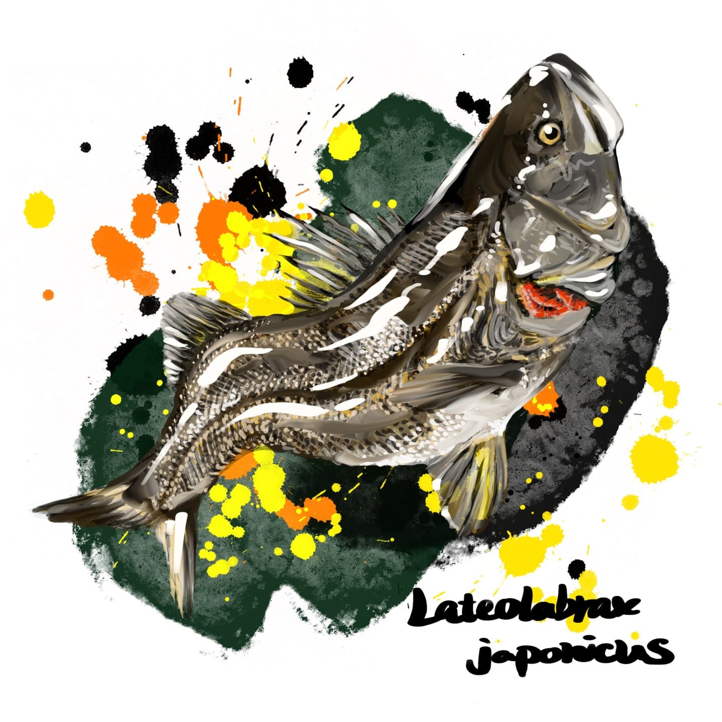 大型肉食魚スズキの姿を描いた淡水魚イラスト