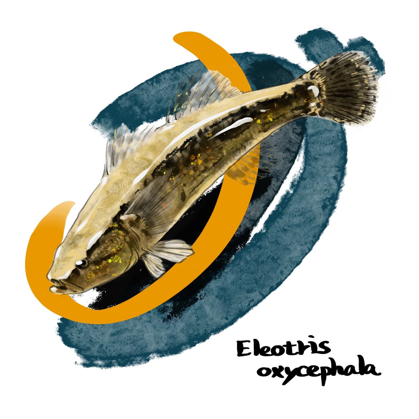 夜行性底生魚カワアナゴの詳細イラスト