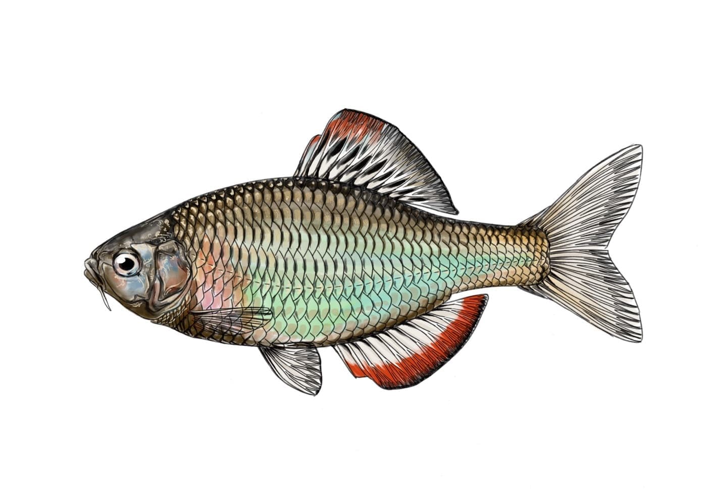 国指定天然記念物ミヤコタナゴの形態が分かる淡水魚イラスト。側扁した体型と繁殖期の特徴を正確に描写