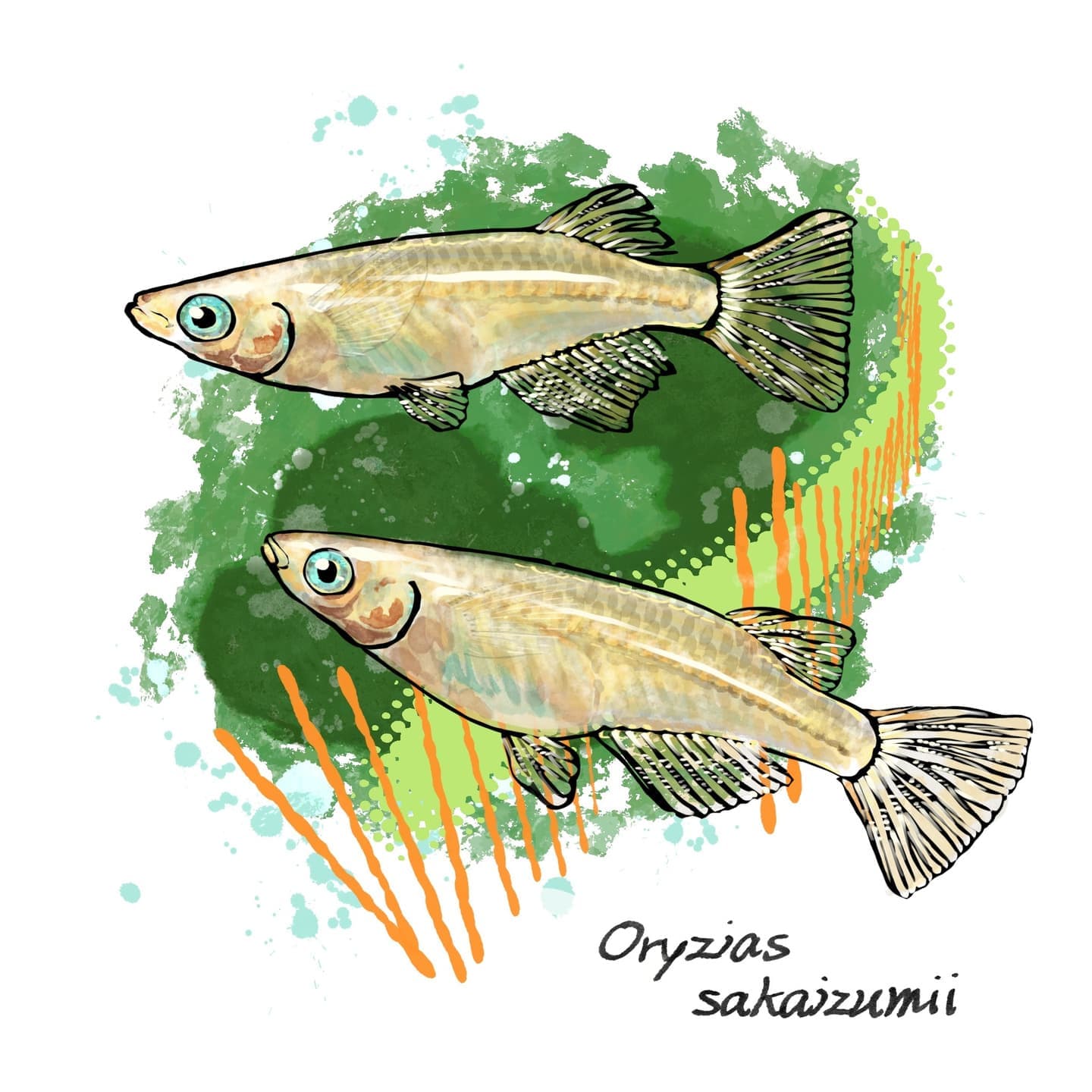 スズキとマサバのイラスト図解。上にはスズキ（Lateolabrax japonicus）が描かれており、背ビレの棘条（きょくじょう）と軟条（なんじょう）が矢印で示されている。下にはマサバ（Scomber japonicus）が描かれており、小離鰭（しょうりき）が矢印で示されている。