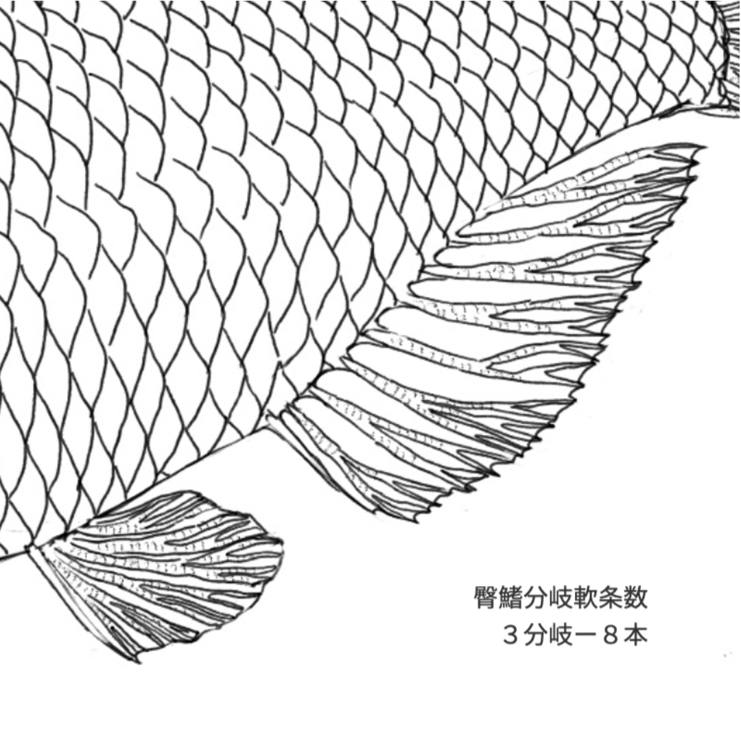 スズキとマサバのイラスト図解。上にはスズキ（Lateolabrax japonicus）が描かれており、背ビレの棘条（きょくじょう）と軟条（なんじょう）が矢印で示されている。下にはマサバ（Scomber japonicus）が描かれており、小離鰭（しょうりき）が矢印で示されている。