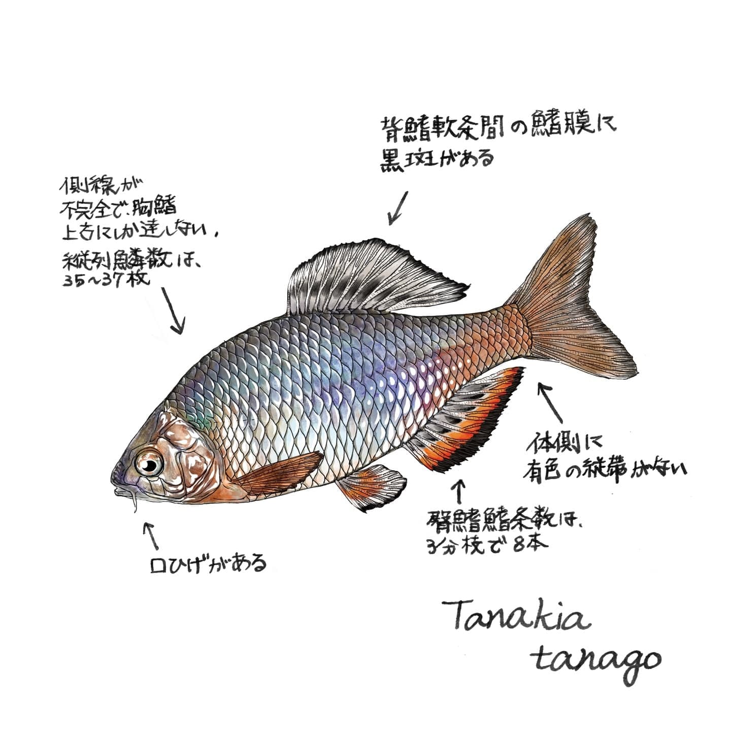 ミヤコタナゴ：正確さが求められる場合、判断に必要な特徴が読み取れるよう整理した魚イラストの例