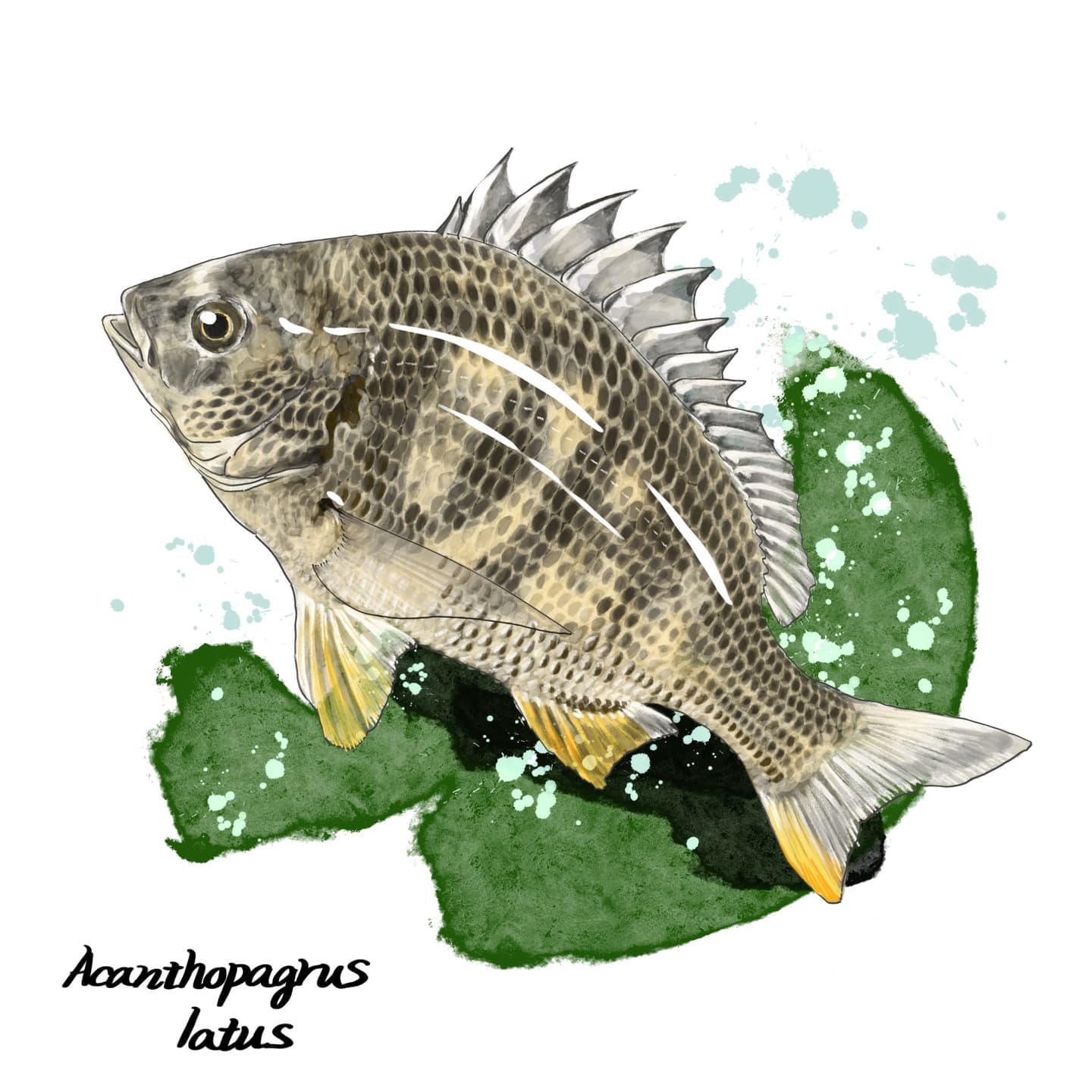 キチヌ：展示・教材で魚イラストに正確さが必要になることを示すイラスト