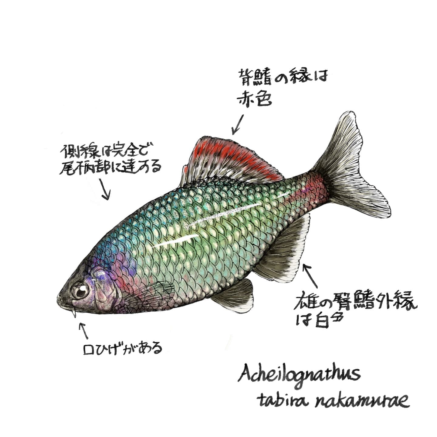 セボシタビラ：似ている魚ほどイラストが有効なことを説明するイラスト。