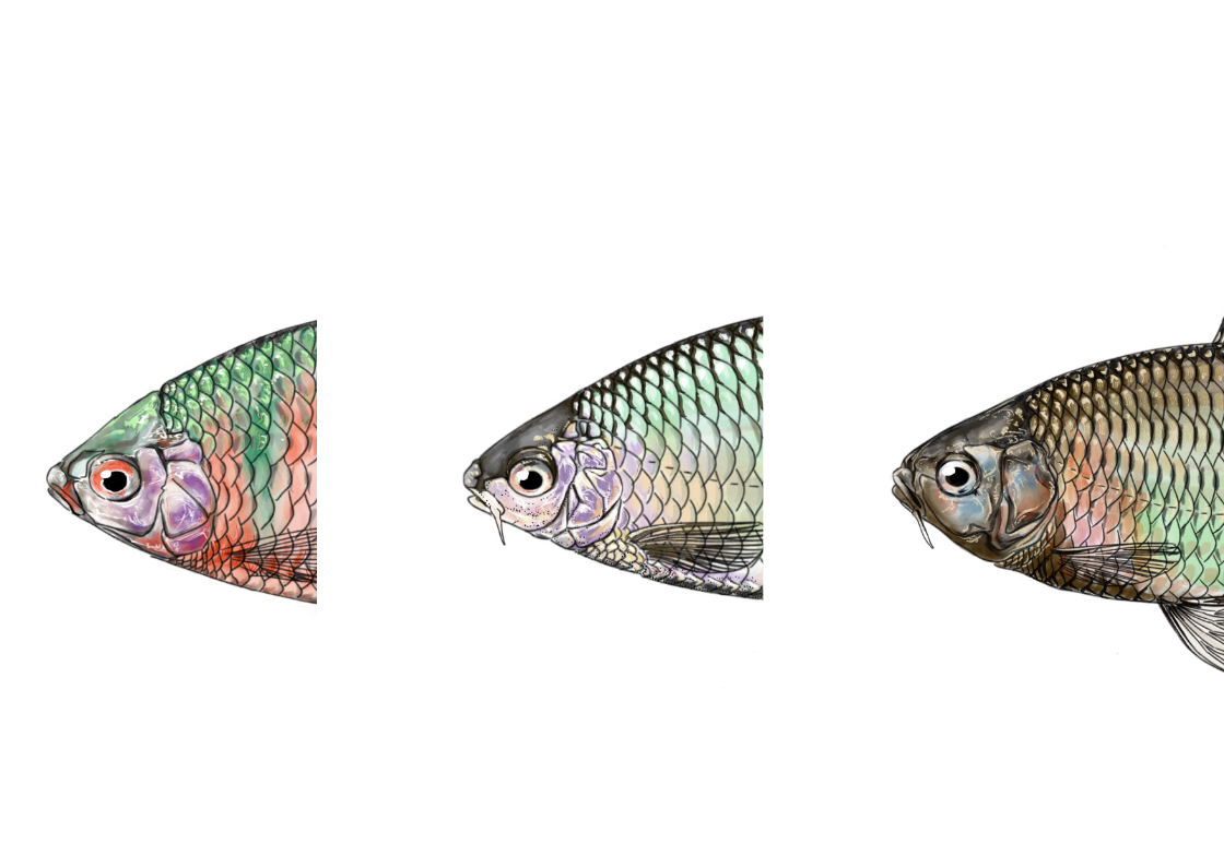 キチヌ：展示・教材で魚イラストに正確さが必要になることを示すイラスト