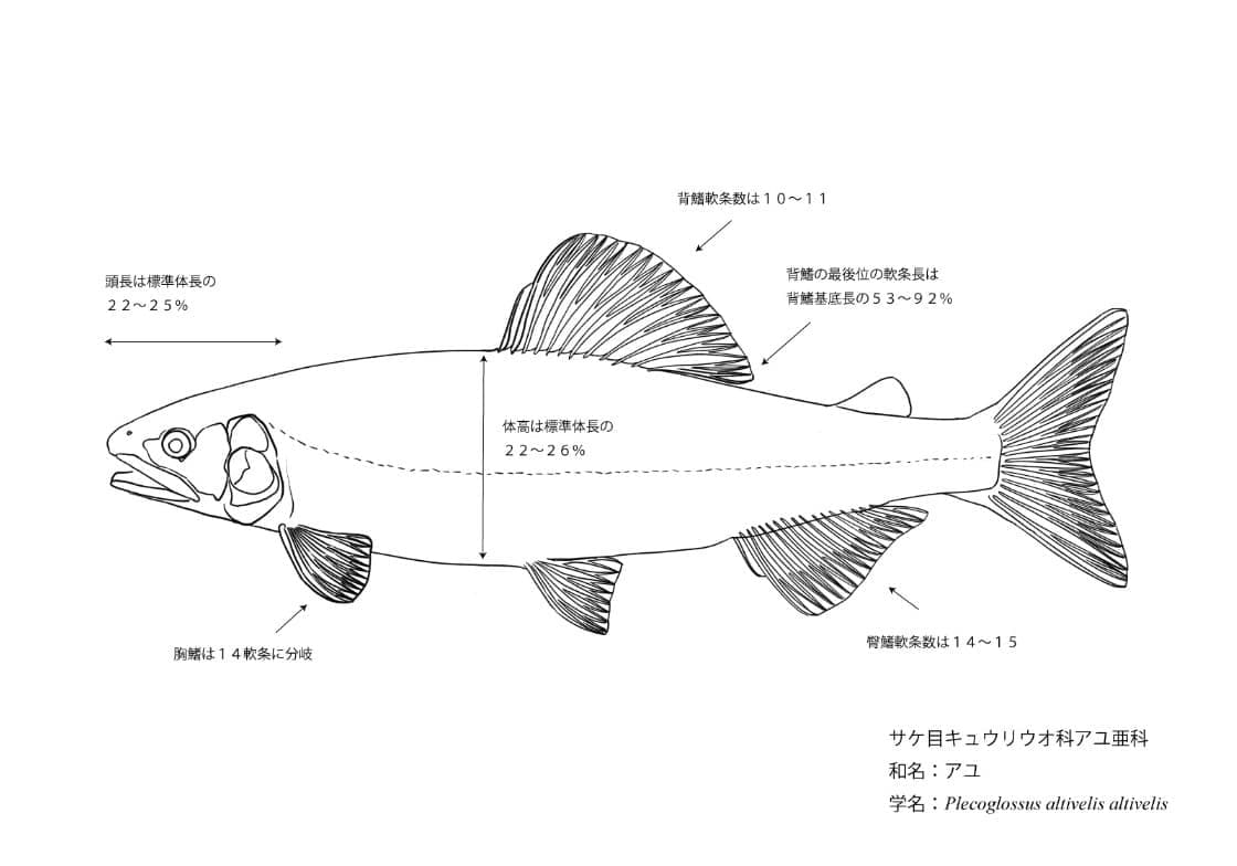 魚の同定におけるポイントを解説するイラスト