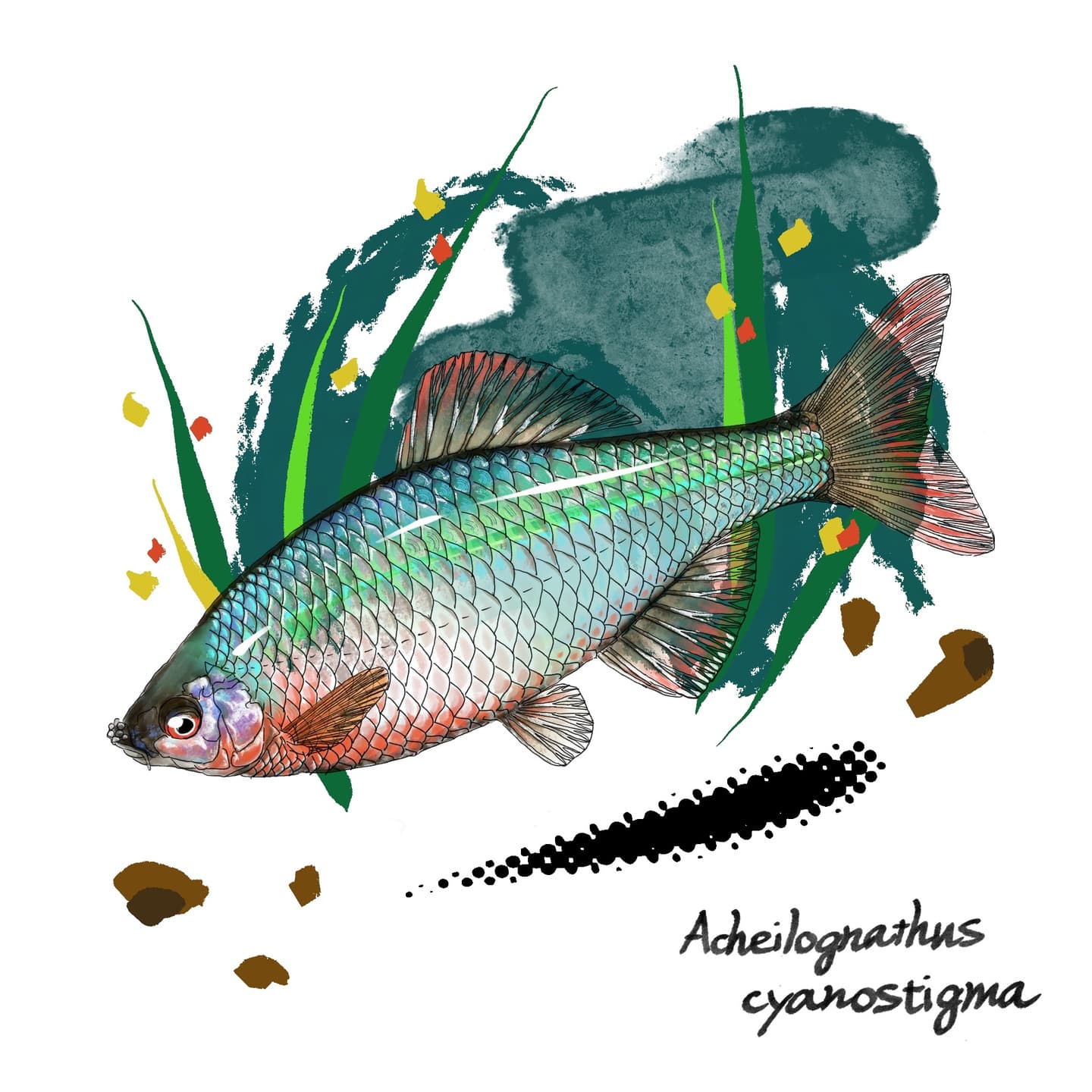 体側に一本の暗色縦帯をもつイチモンジタナゴの淡水魚イラスト。側扁した体型と識別点を正確に描写