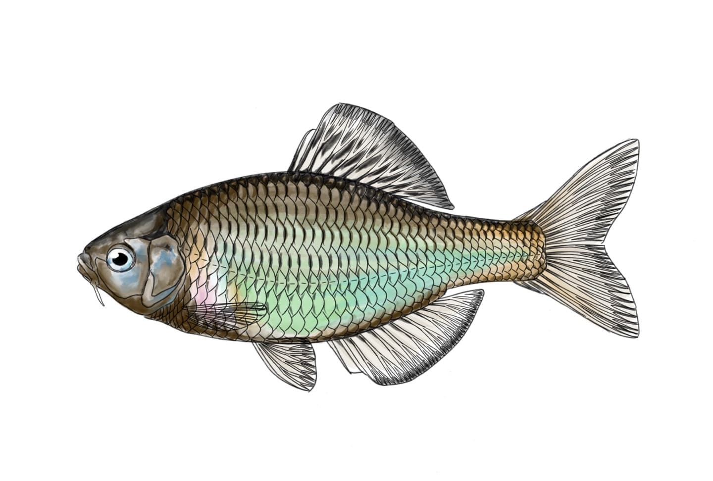 制作プロセスの第三段階で、種特有の色彩や成熟状況を反映した魚イラスト