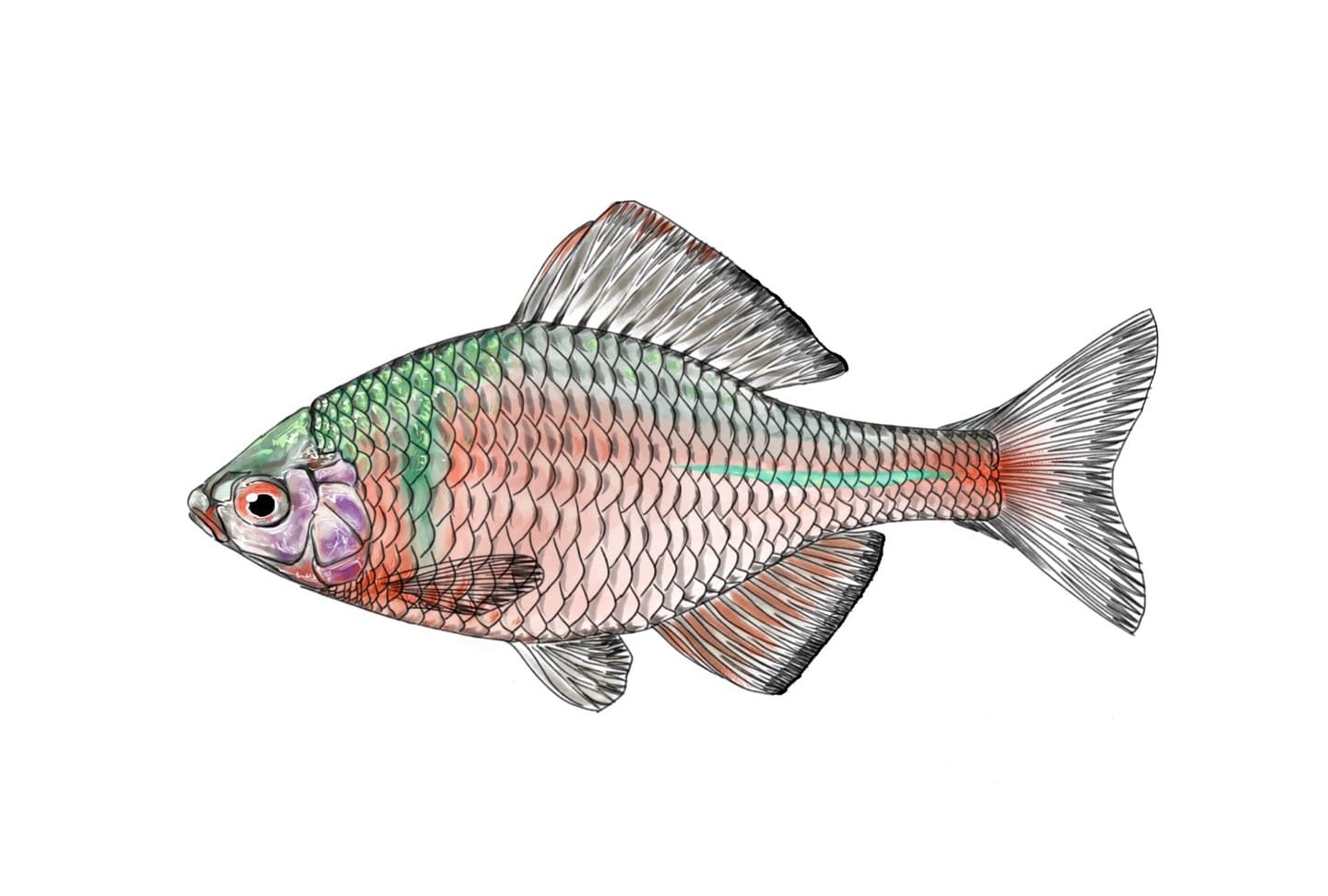 ニッポンバラタナゴの横向き比較用イラスト。体高と背鰭起点位置が分かる同一スケール構図。