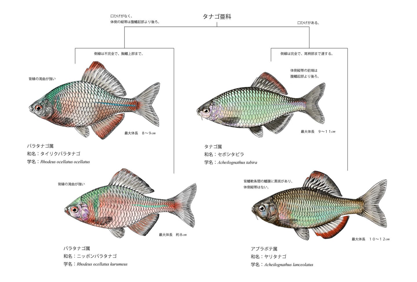 タナゴ亜科４種を用いた形態比較分類図（タイリクバラタナゴ、ニッポンバラタナゴ、セボシタビラ、ヤリタナゴ）