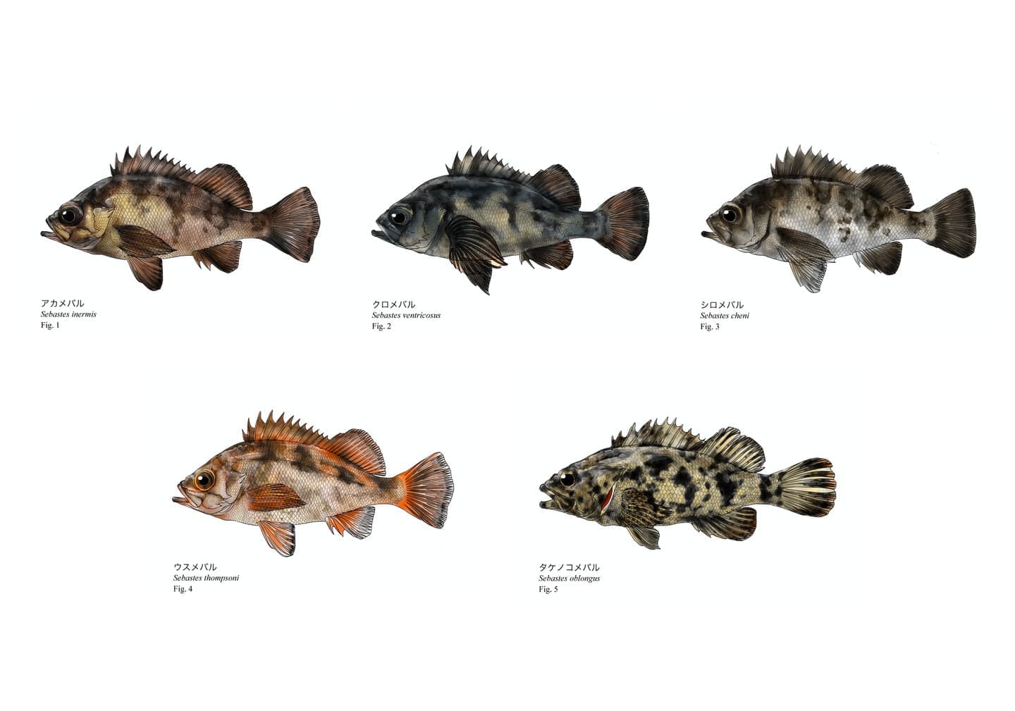 メバル類5種の比較図版。アカメバル、クロメバル、シロメバル、ウスメバル、タケノコメバルの側面形態を同一スケールで比較した魚類イラスト。