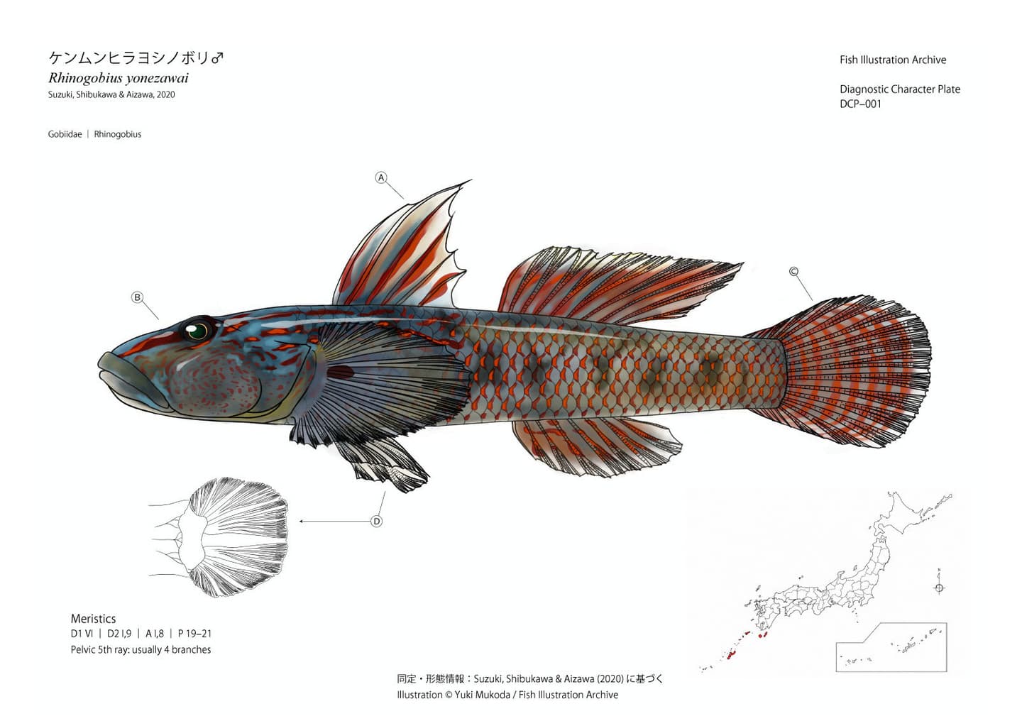 Diagnostic Character Plate（診断形質図版）として制作したケンムンヒラヨシノボリ（Rhinogobius yonezawai）雄の魚類図版。全身の側面図に第一背鰭、頭部、尾鰭、腹鰭の診断形質をA〜Dで示し、腹鰭の拡大図、計数形質（Meristics）、日本国内の確認分布図を併記した分類学的魚類イラスト。