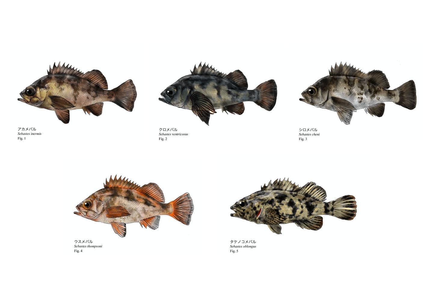 メバル類5種の比較図版。アカメバル、クロメバル、シロメバル、ウスメバル、タケノコメバルの側面形態を同一スケールで比較した魚類イラスト。