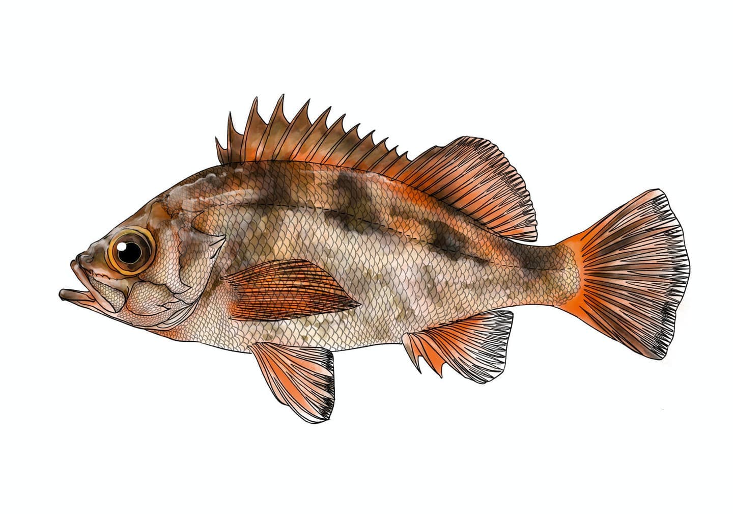 ウスメバルの魚類図版。細長い体型と赤橙色の体色、金色の眼を持つ側面形態図。