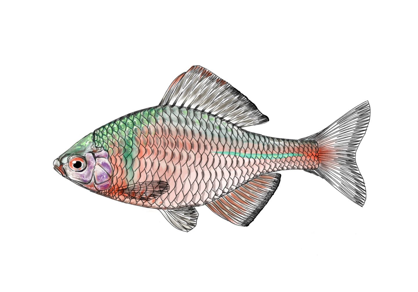 ニッポンバラタナゴの魚類図版。体高の高い体型と銀白色をベースに虹色の体色を持つ在来タナゴの側面形態図。