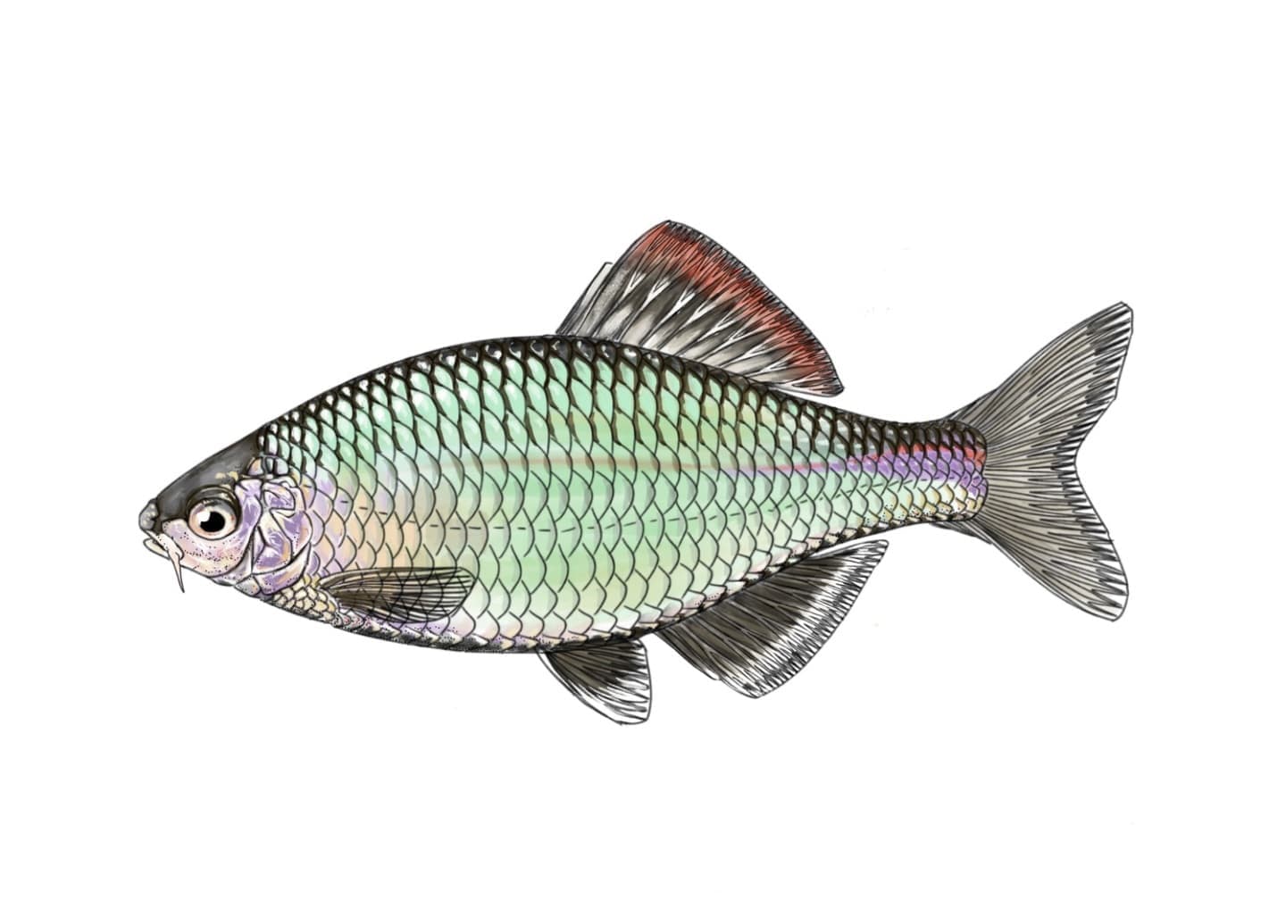 セボシタビラの魚類図版。銀白色の体色と中程度の体高を持つタナゴの側面形態図。