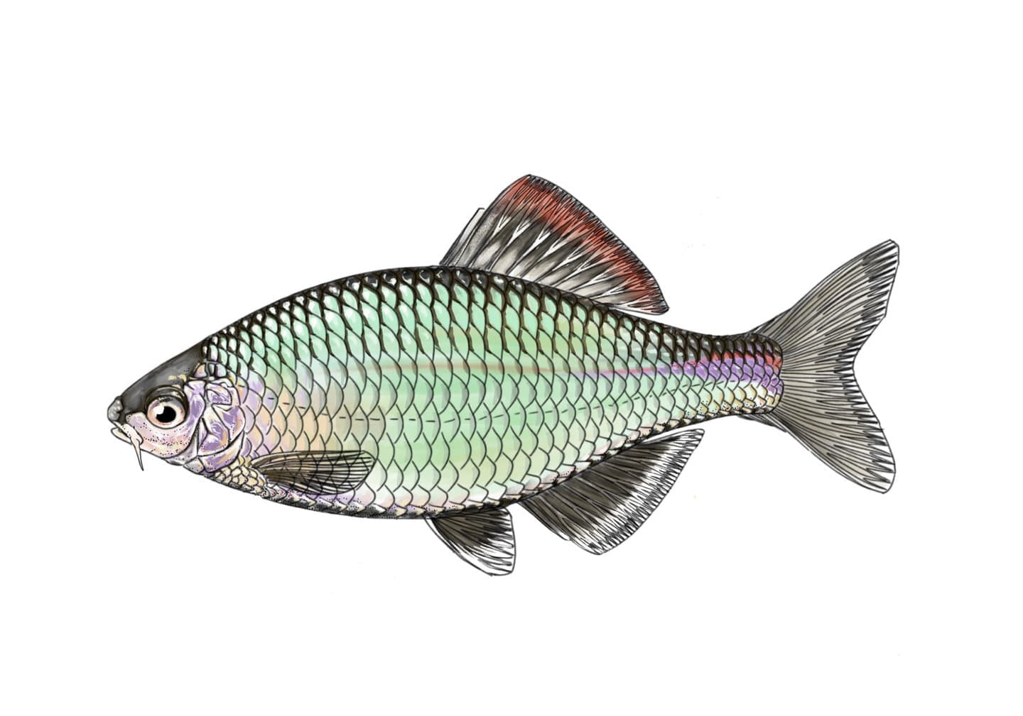 セボシタビラの魚類図版。銀白色の体色と中程度の体高を持つタナゴの側面形態図。