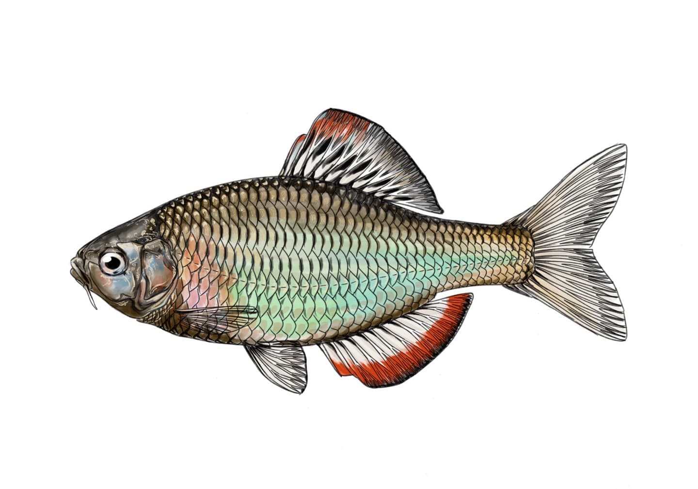 ヤリタナゴの魚類図版。銀白色の体色と中程度の体高を持つタナゴの側面形態図。